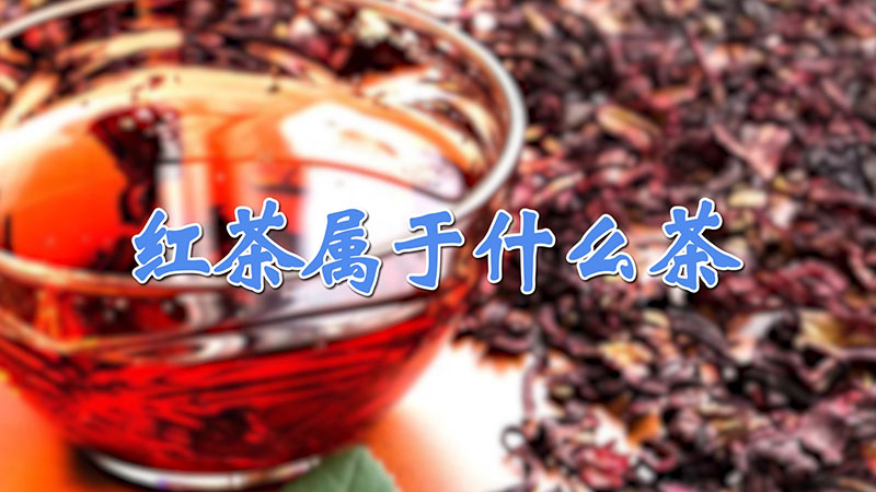 红茶属于什么茶