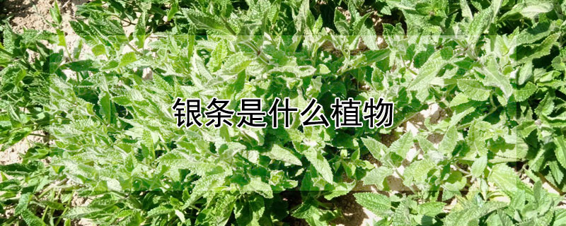 银条是什么植物