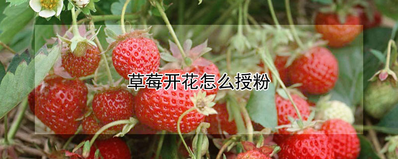草莓开花怎么授粉
