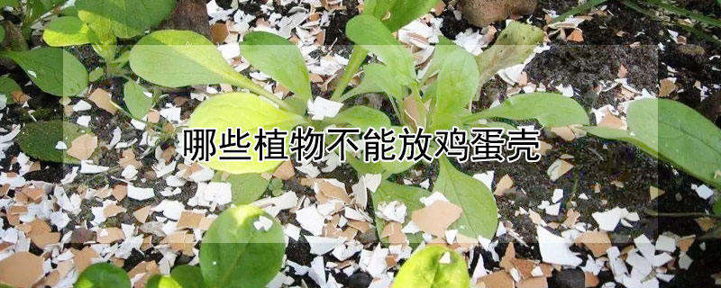 哪些植物不能放鸡蛋壳