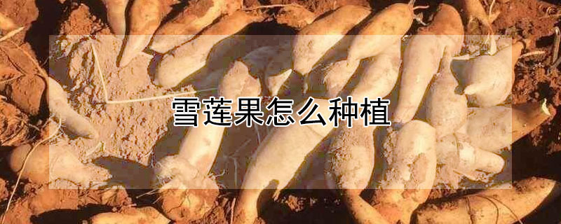 雪莲果怎么种植