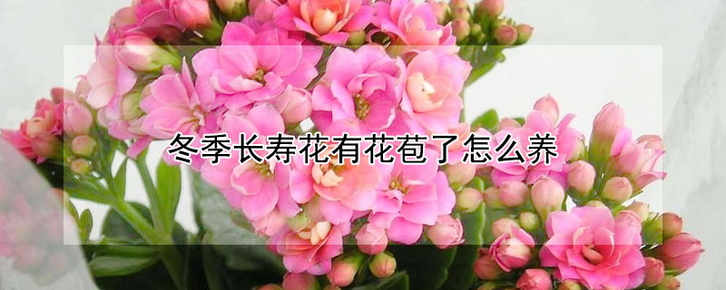 冬季长寿花有花苞了怎么养