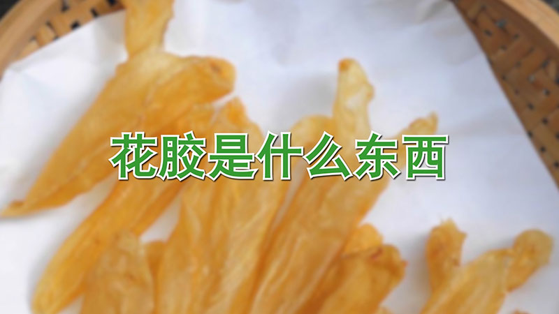 花胶是什么东西