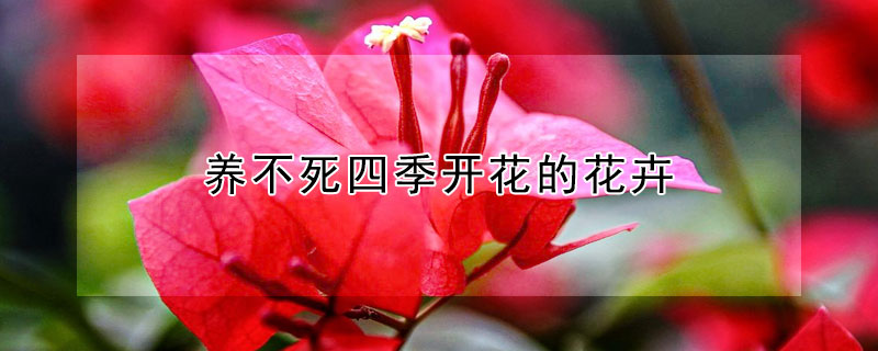 养不死四季开花的花卉