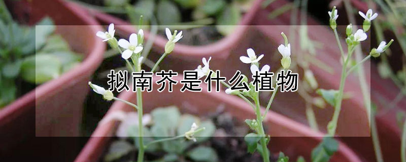 拟南芥是什么植物