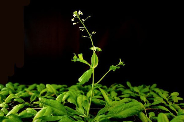 拟南芥是什么植物