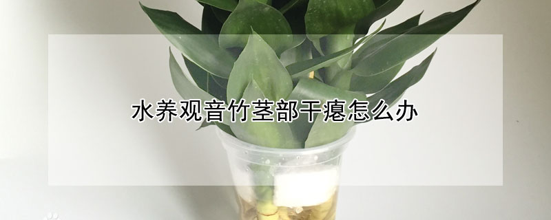 水养观音竹茎部干瘪怎么办