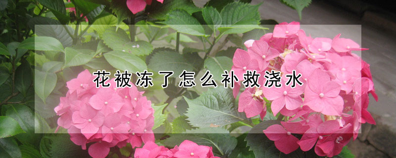 花被冻了怎么补救浇水