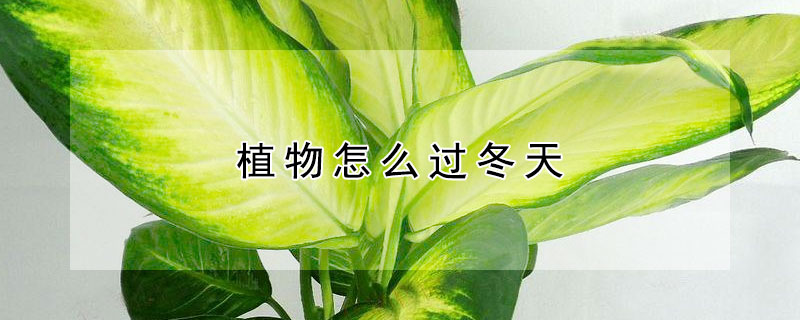 植物怎么过冬天