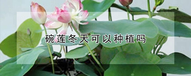 碗莲冬天可以种植吗