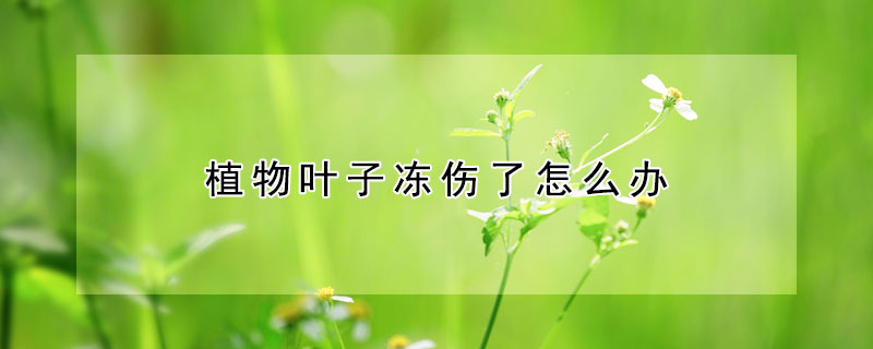 植物叶子冻伤了怎么办