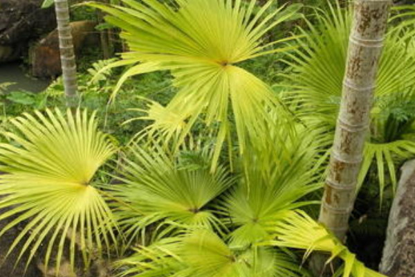 植物叶子冻伤了怎么办