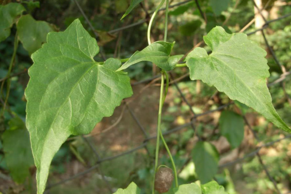 山药豆和山药是一棵上长的吗