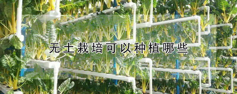 无土栽培可以种植哪些