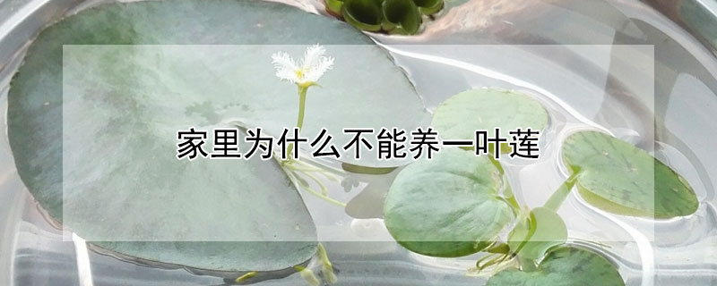 家里为什么不能养一叶莲