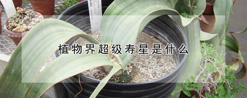 植物界超级寿星是什么