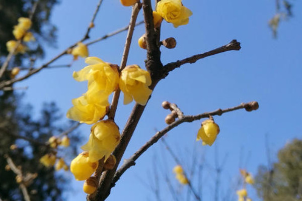 北京腊梅什么时候开花