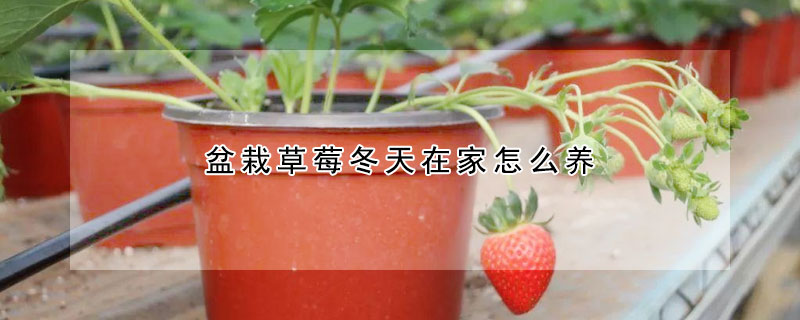 盆栽草莓冬天在家怎么养