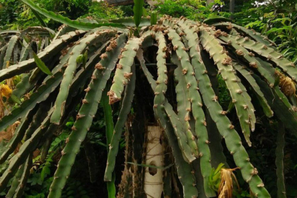 火龙果的种植方法