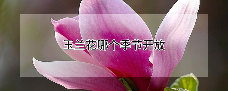 玉兰花哪个季节开放