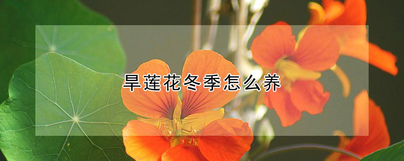 旱莲花冬季怎么养