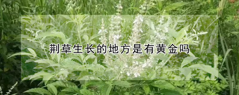 荆草生长的地方是有黄金吗