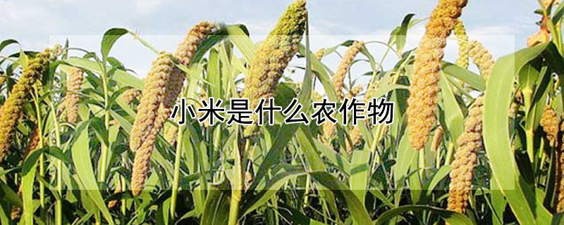 小米是什么农作物