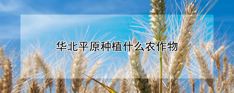 华北平原种植什么农作物