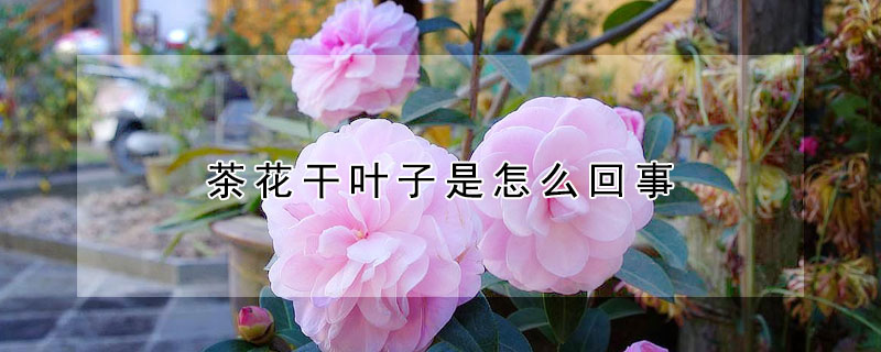 茶花干叶子是怎么回事