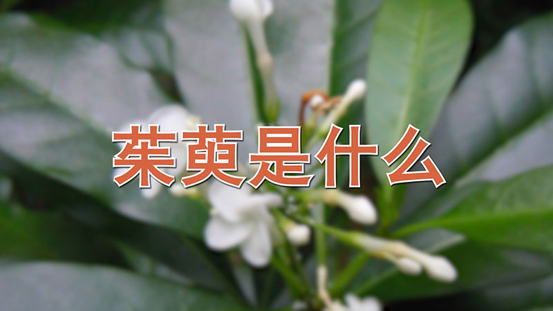 茱萸是什么