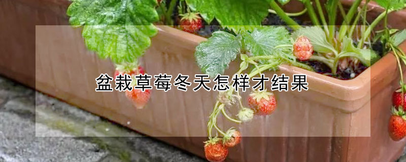 盆栽草莓冬天怎样才结果