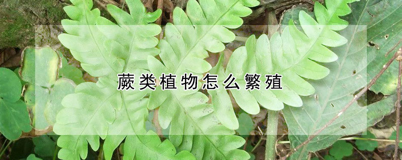 蕨类植物怎么繁殖