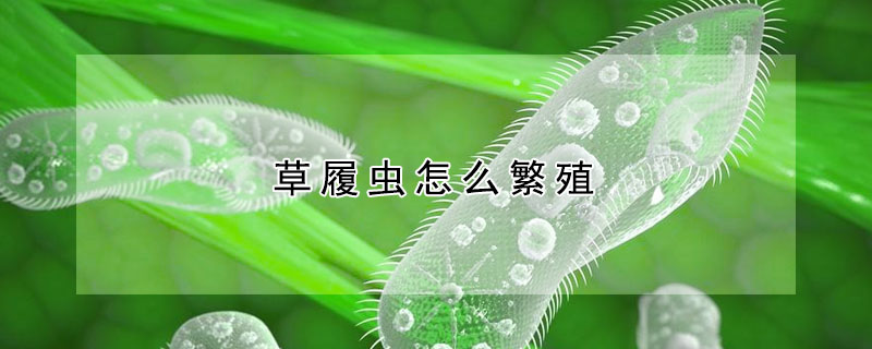 草履虫怎么繁殖