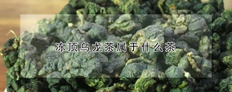 冻顶乌龙茶属于什么茶