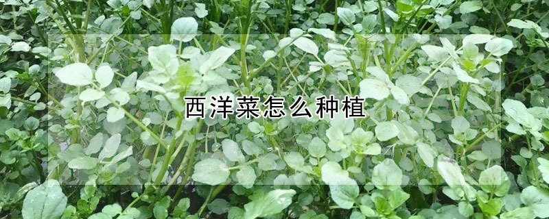 西洋菜怎么种植