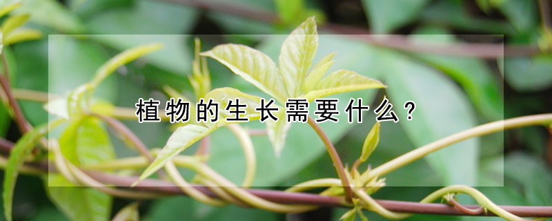 植物的生长需要什么?