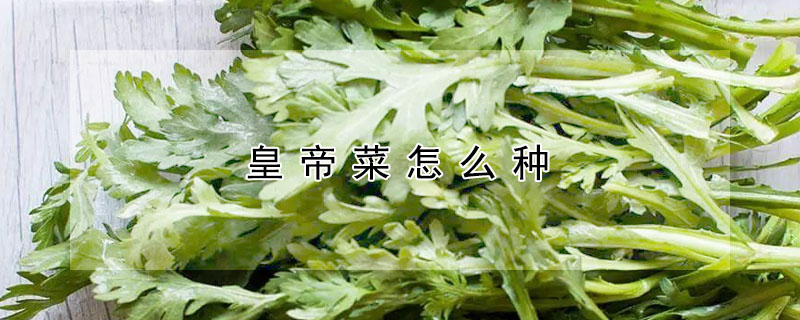 皇帝菜怎么种