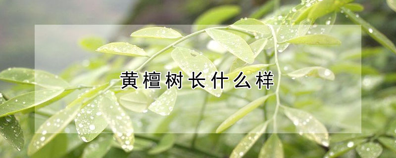 黄檀树长什么样