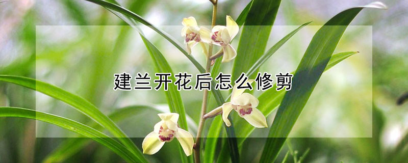 建兰开花后怎么修剪