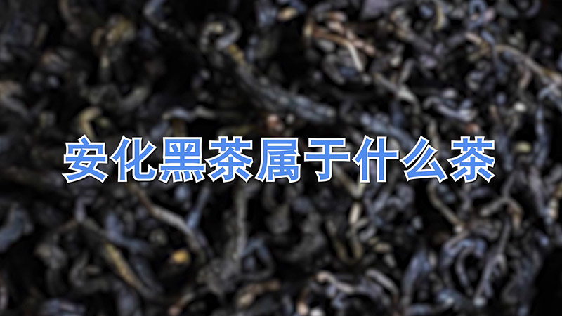 安化黑茶属于什么茶