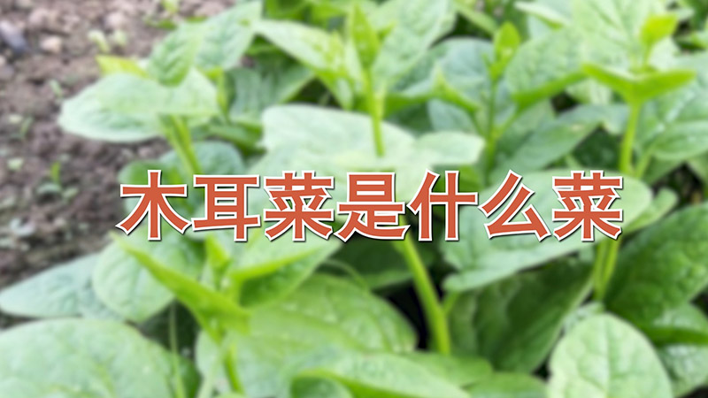 木耳菜是什么菜