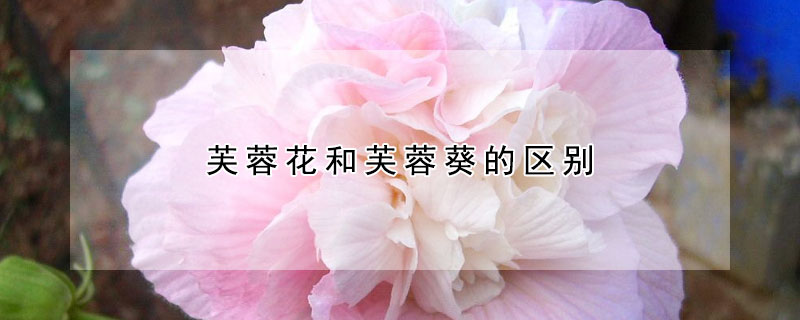 芙蓉花和芙蓉葵的区别