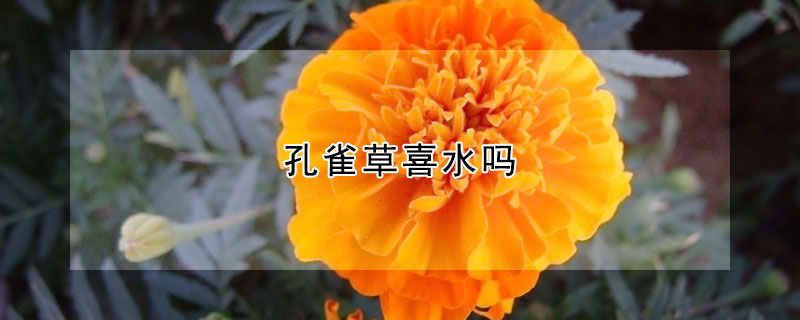 孔雀草喜水吗