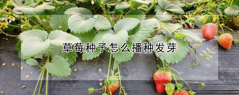 草莓种子怎么播种发芽