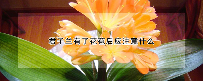 君子兰有了花苞后应注意什么