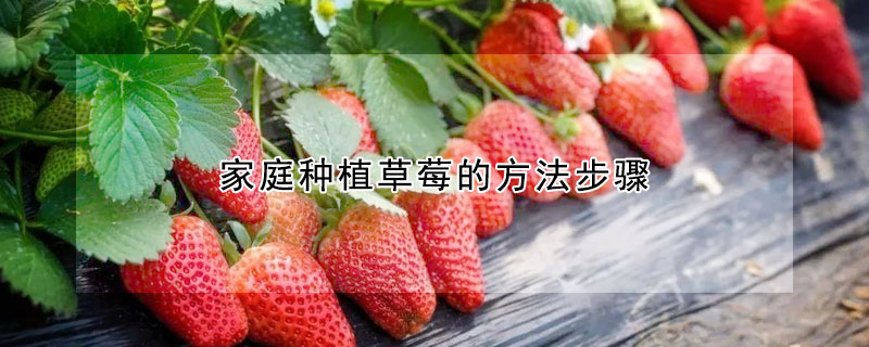 家庭种植草莓的方法步骤