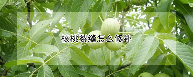 核桃裂缝怎么修补