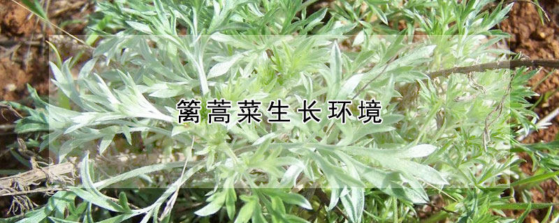 篱蒿菜生长环境