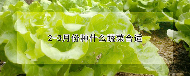 2-3月份种什么蔬菜合适