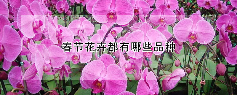 春节花卉都有哪些品种